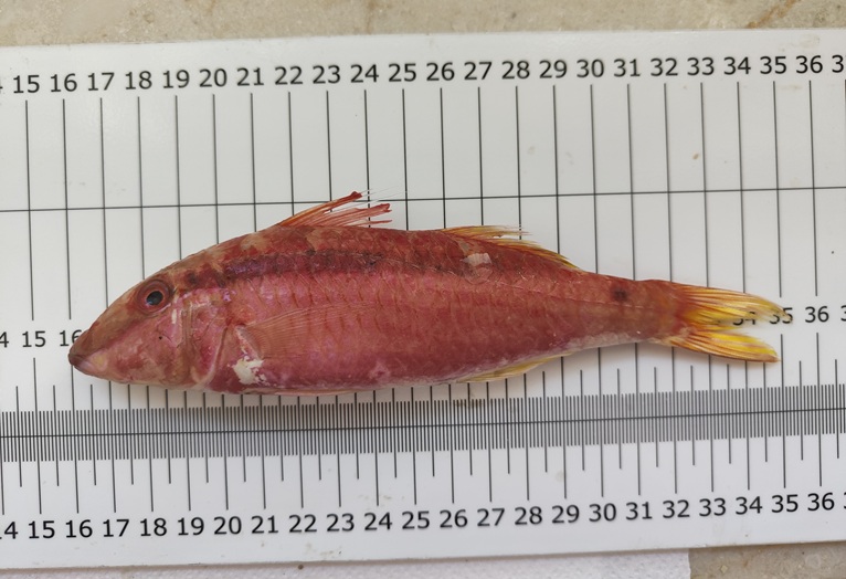 triglia tropicale 2.jpg