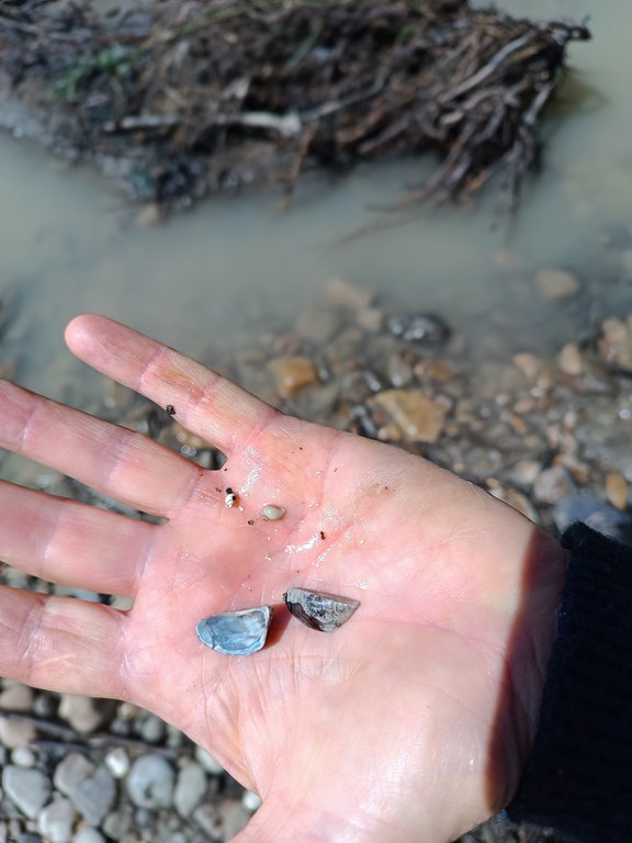 Dreissena polymorpha (“cozza zebrata”) Dreissena polymorpha (“cozza zebrata”)