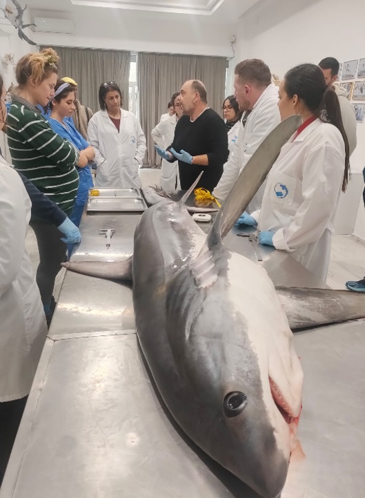 corso di addestramento pratico per la conservazione dei pesci cartilaginei.jpg