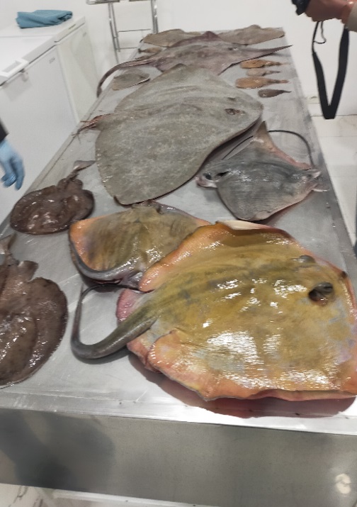 corso di addestramento pratico per la conservazione dei pesci cartilaginei1.jpg