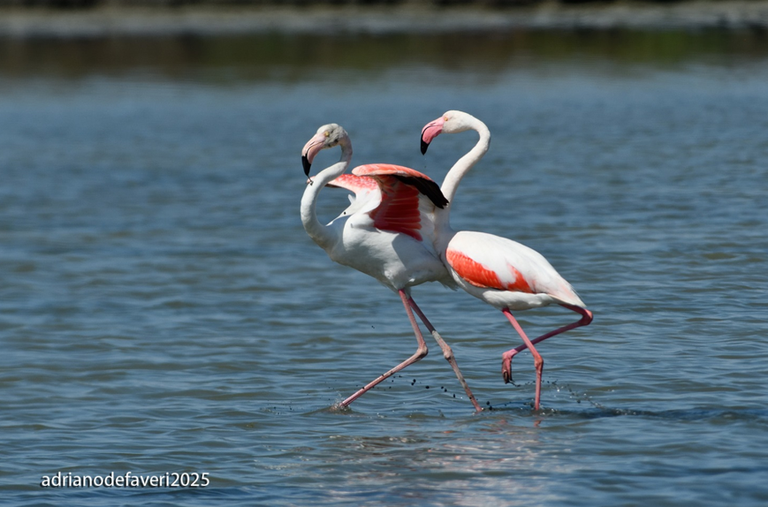 Foto Adriano De Faveri