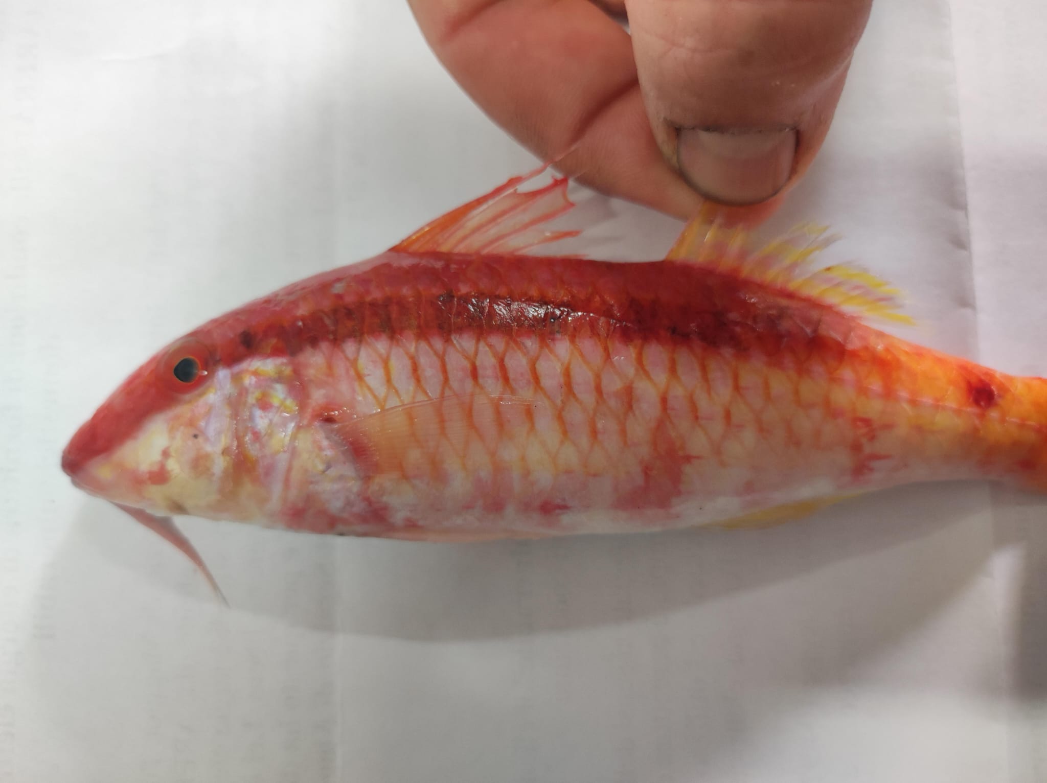 Triglia tropiacale 1.jpg