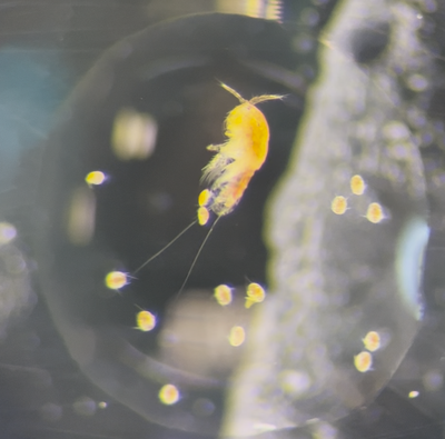 Copepode Copepode