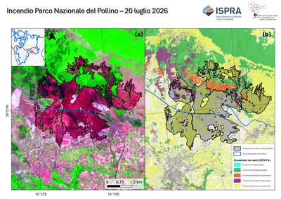Figura2 PnPollino.png Figura 2 – Incendio nel Parco Nazionale del Pollino. Nel pannello (a) è riportata un’immagine in falsi colori derivata da dati Sentinel-2A acquisiti il 25/07/2026. La vegetazione è rappresentata nelle tonalità del verde, mentre le aree percorse da incendio sono evidenziate nelle tonalità del rosso scuro. Nel pannello (b) sono mostrate l’area percorsa da incendio (poligono nero) e il perimetro del Parco Nazionale del Pollino (poligono azzurro). La figura contiene dati Copernicus modificati per le elaborazione ISPRA – Centro Operativo Sorveglianza Ambientale.