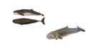 Kogia breviceps.jpeg