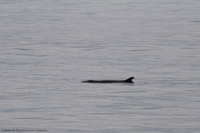 foto: Robin Baird (Cascadia Research) foto: Robin Baird (Cascadia Research)