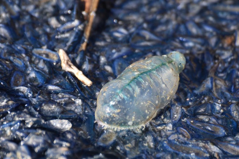 Foto: AMP Isole Egadi e Ambrogio Pecorilla