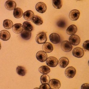 Riproduttori di ostrica piatta e prime fasi larvali