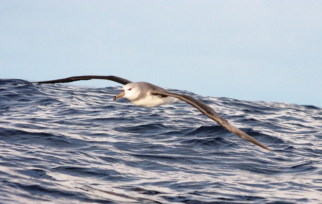 Black browed Albatross in the waters surrounding Robinson Crusoe Island, Chile