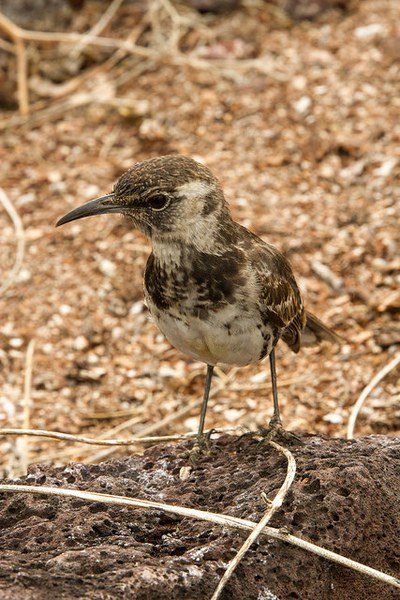 Floreana Mockingbird. Island Conservation and local residents are working to remove invasive species from the island to provide safe habitat for mockingbird