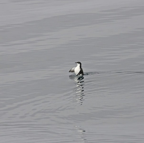 Vulnerable Scripps's Murrelet. Discovered breeding on Anacapa Island for first time ever after removal of rats