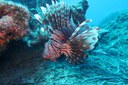 Lionfish Pterois (Cyprus 2021)