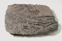 Fig.6 Piante fossili, Sphenophyllum,  Carbonifero, Germania.jpg