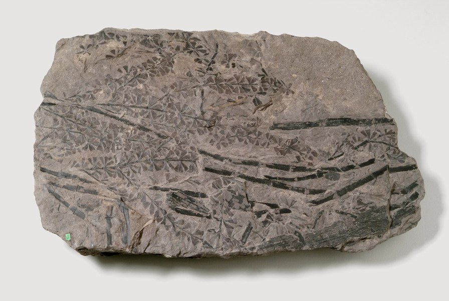 Fig.6 Piante fossili, Sphenophyllum,  Carbonifero, Germania.jpg