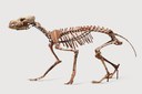 Fig.7 Cynotherium sardous, canide estinto.jpg