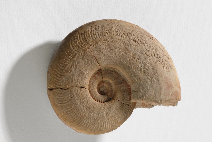Fig.9 Ammonite del Giurassico, Appennino marchigiano .jpg
