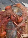 Pesci coniglio (Siganus luridus) - una specie invasiva di origine tropicale - nelle reti di pescatori siciliani (Isola di Linosa, AG)