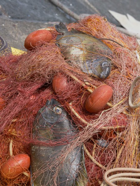Pesci coniglio (Siganus luridus) - una specie invasiva di origine tropicale - nelle reti di pescatori siciliani (Isola di Linosa, AG)