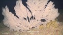 Callogorgia verticillata dive_6_0028.jpg