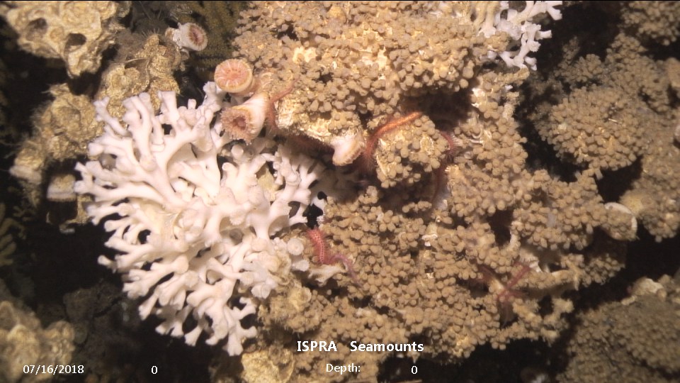 Corallo bianco profondo (Lophelia pertusa) dive_12_0350.jpg