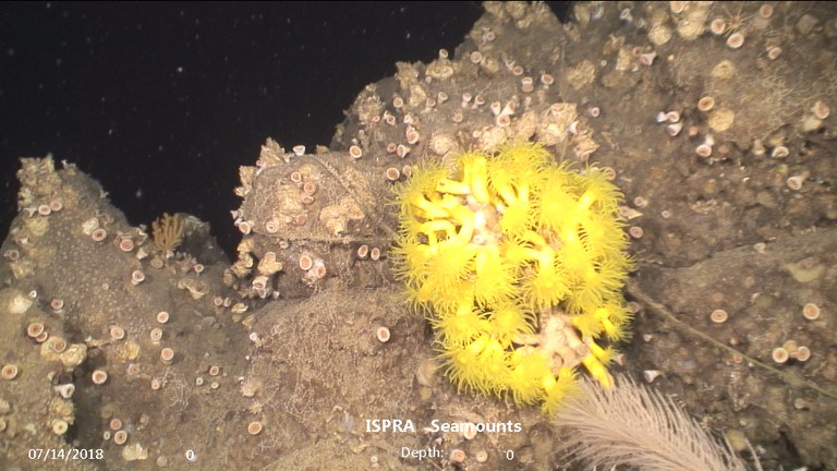 Dendrophyllia cornigera (corallo giallo) dive_10_0144.jpg