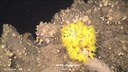 Dendrophyllia cornigera (corallo giallo) dive_10_0144.jpg