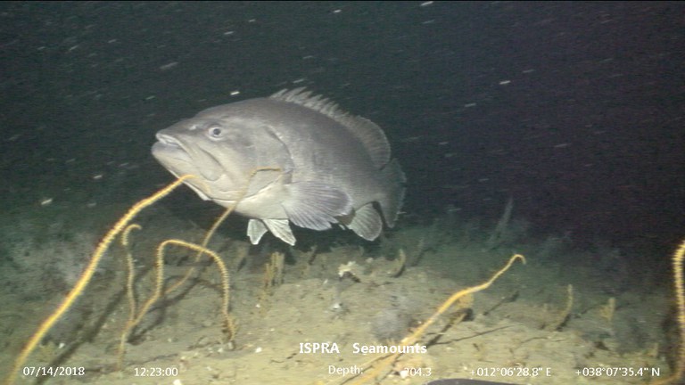La cernia di fondale (Polyprion americanus) dive_10_0450.jpg
