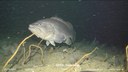 La cernia di fondale (Polyprion americanus) dive_10_0450.jpg