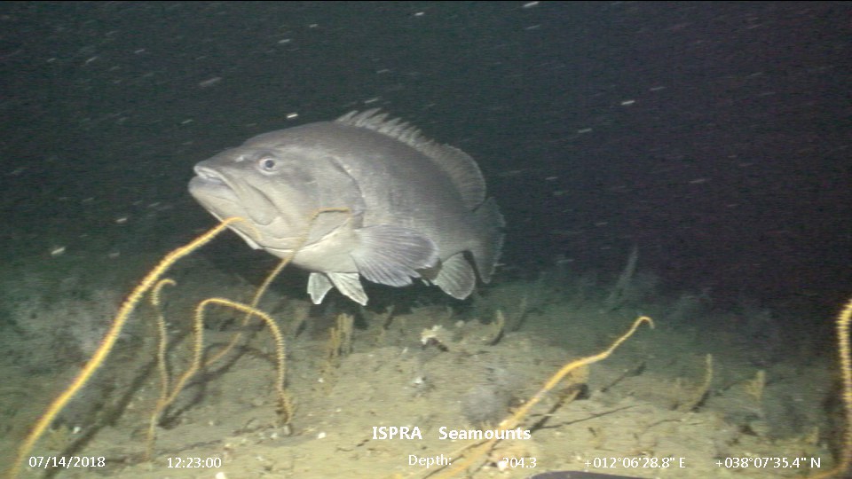 La cernia di fondale (Polyprion americanus) dive_10_0450.jpg