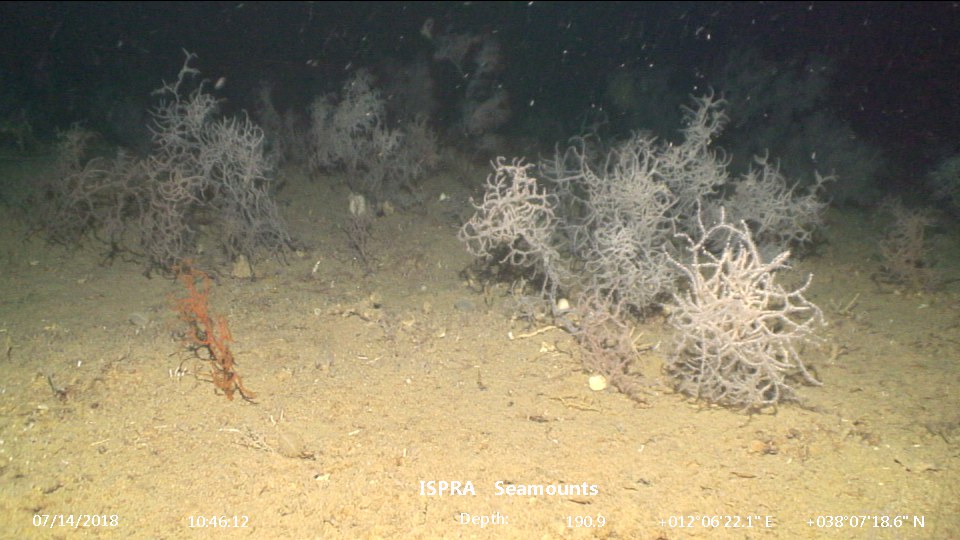 Leiopathes glaberrima dive_10_0032.jpg