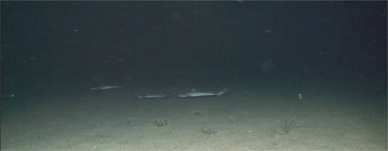 Spinarolo bruno (Squalus blainville).jpg