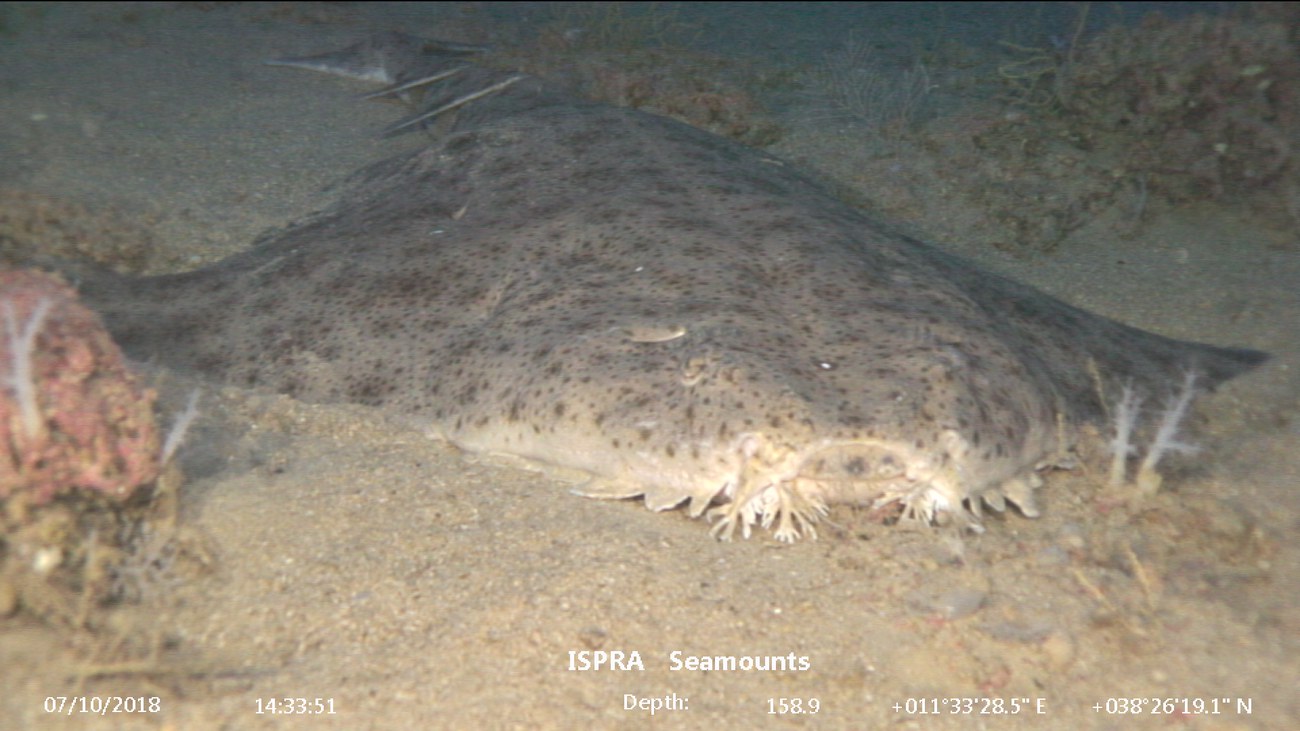 Squalo angelo_DIVE_5_0079.jpg