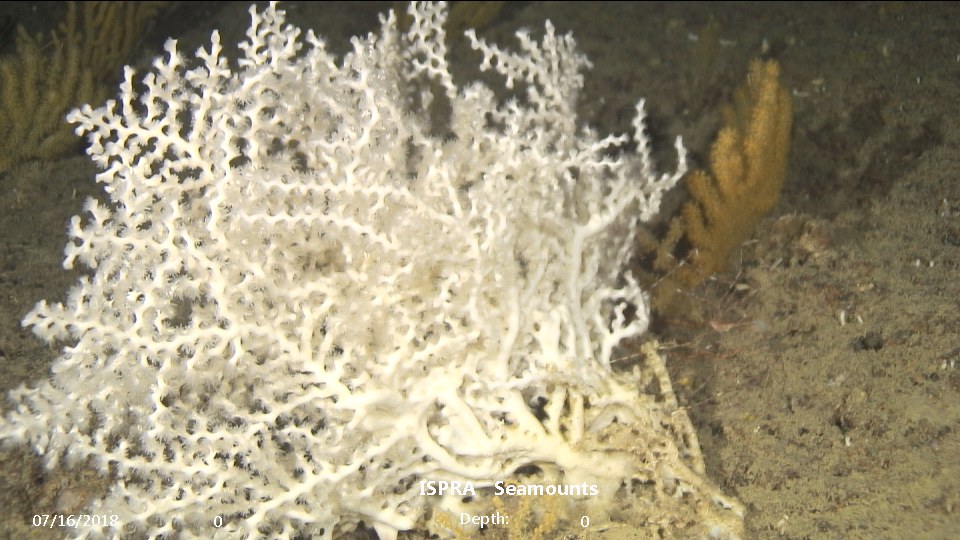 corallo bianco profondo (Madrepora oculata) dive_12_0326.jpg