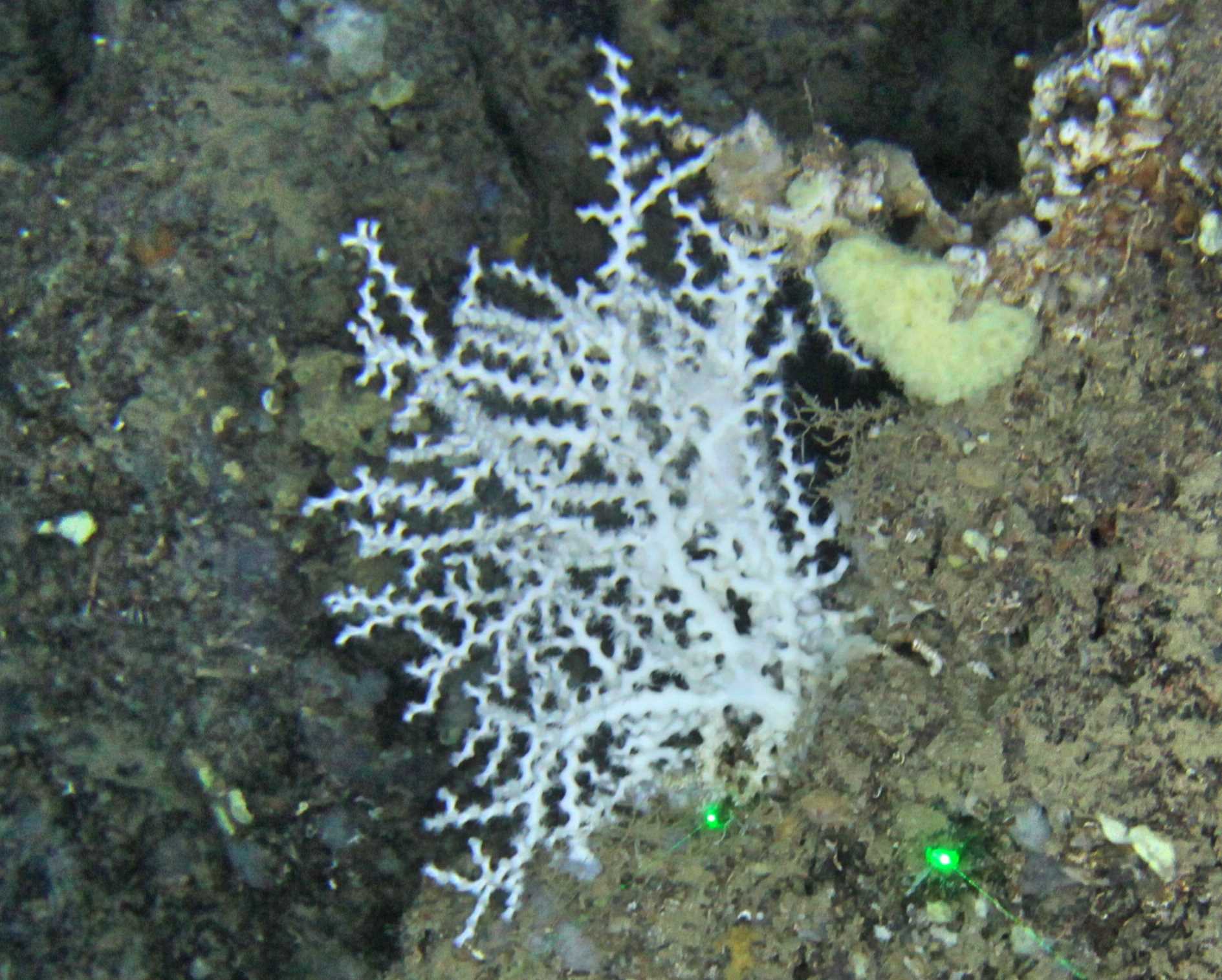 Colonia del raro corallo bianco profondo Madrepora oculata