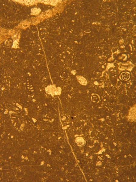 Packstone/wackestone a foraminiferi bentonici (102-0292) - Unità Monte Giano-Monte Gabbia - Packstone/wackestone with bentonic foraminifera (102-0292)