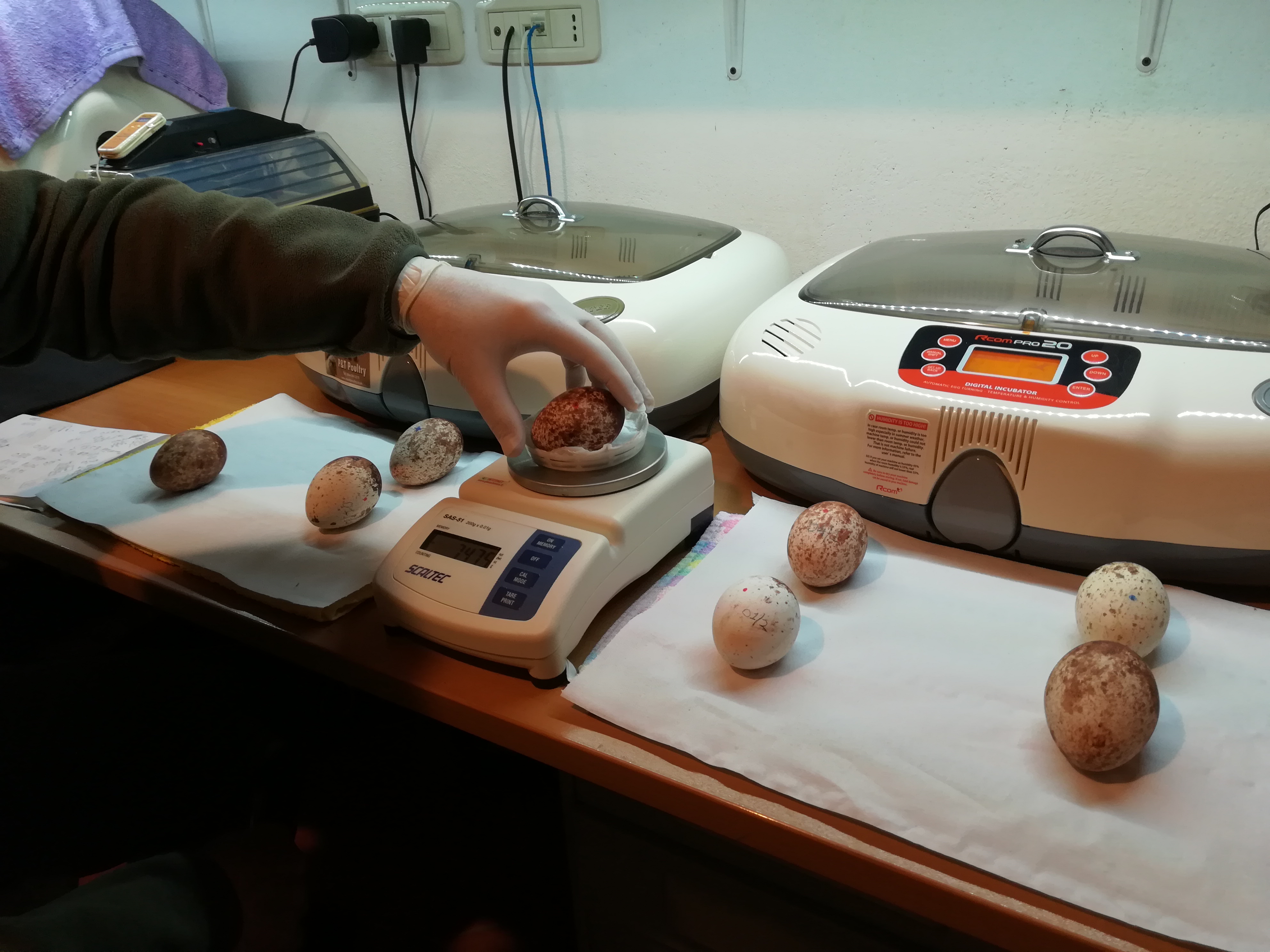 Uova e incubatrici al CERM