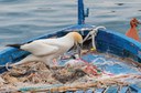 Esemplare di sula bassana che prepara il nido con retine di plastica per la mitilicoltura anziché con materiali naturali, fotografata a Portovenere