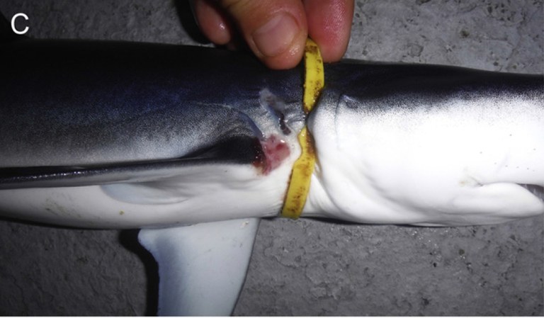 Un esemplare giovane di squalo azzurro intrappolato da un anello di plastica pescato nel Mediterraneo