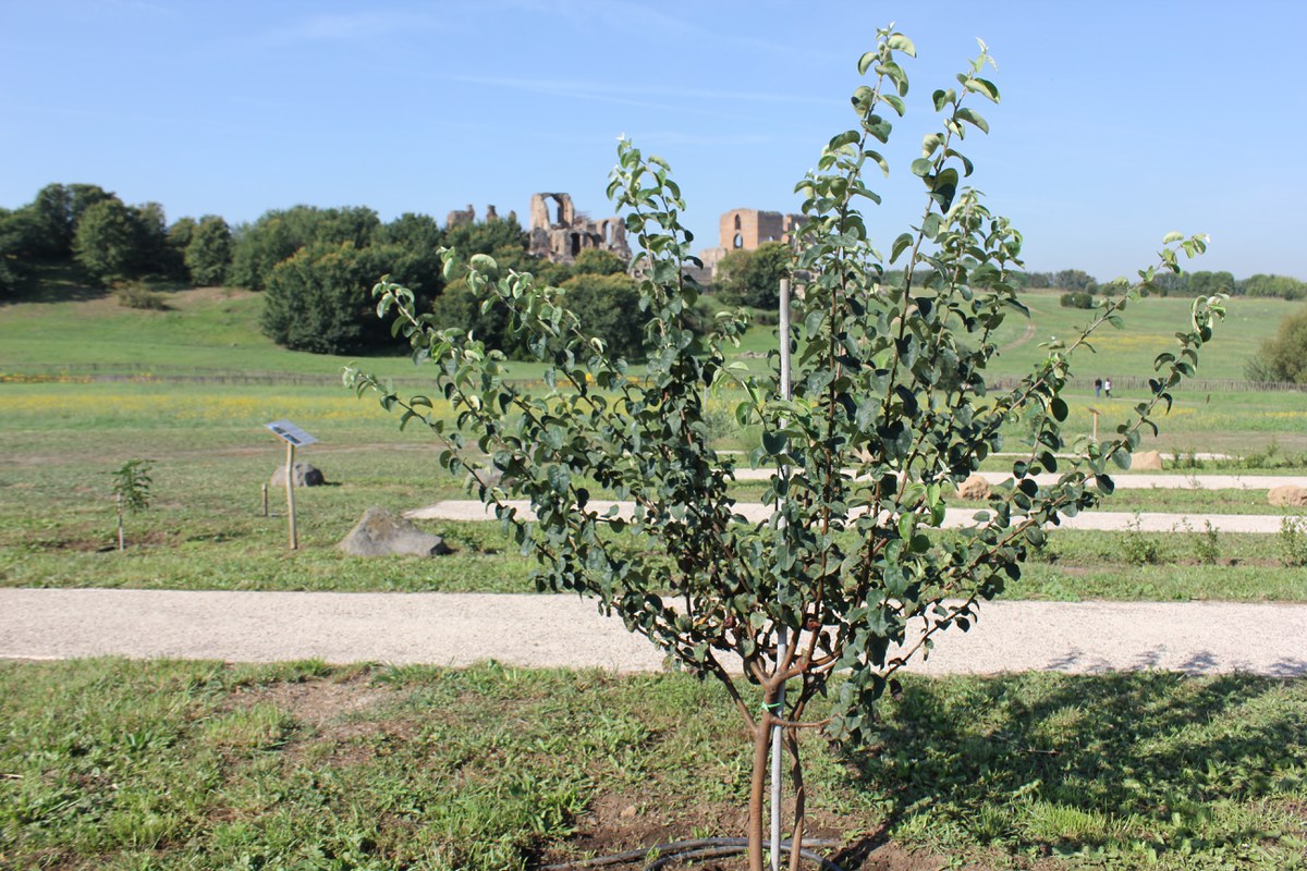 Cotogno antico di Faenza - Emilia Romagna