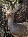 Dik-dik