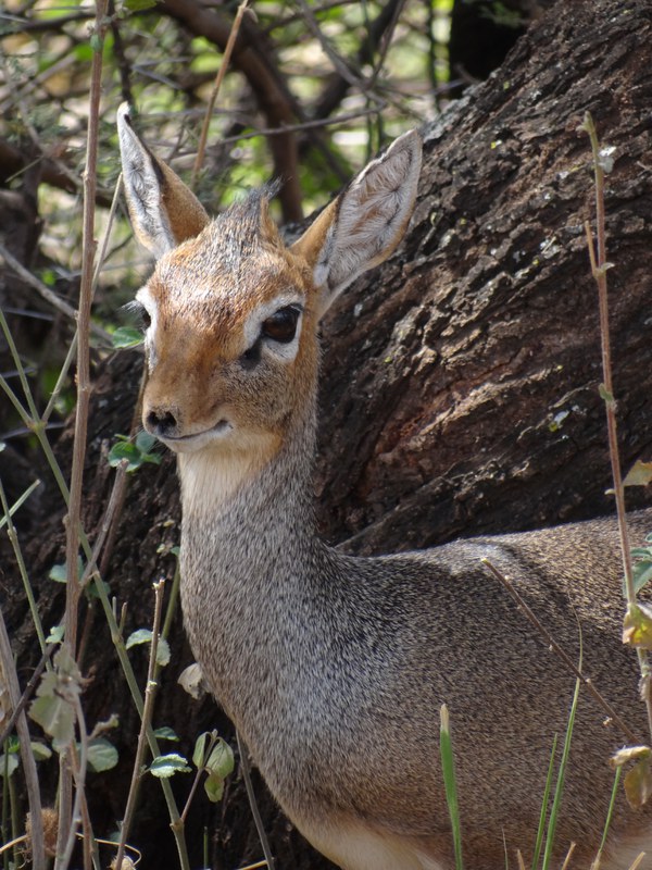 Dik-dik