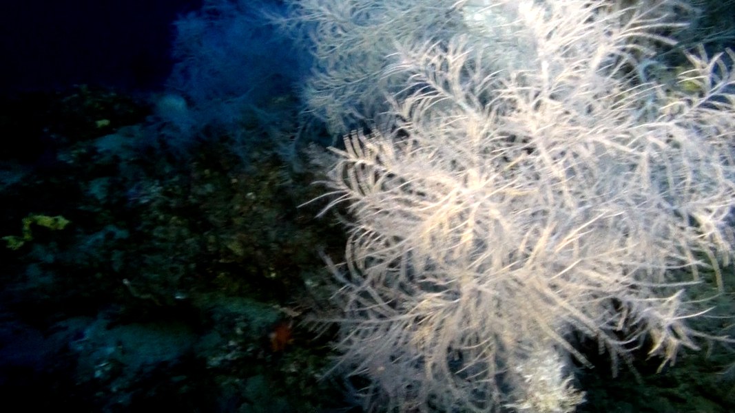 Corallo nero.jpg