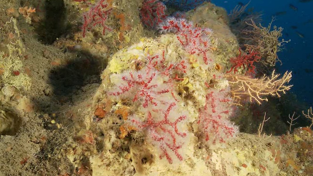 Corallo rosso.jpg