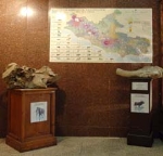 Piedistalli con resti di Mammiferi del Pleistocene