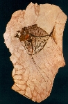 Il rombo indiano (Mene rhombea) lunghezza cm 17,5