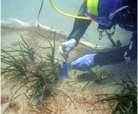 Il trapianto delle praterie di Posidonia oceanica in Italia: stato dell’arte