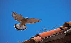 NET SCIENZAINSIEME: Trekking scientifico "LIFE FALKON - Torretta di nidificazione falco grillaio"