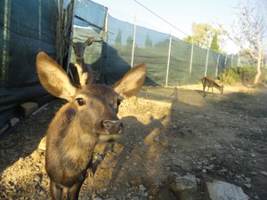 Tre video esclusivi sulla tutela del cervo sardo