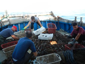 Come stanno le risorse ittiche marine del Veneto