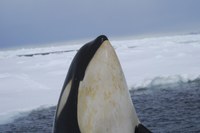 Dall’Antartide alla Nuova Zelanda: dieci orche marcate con trasmettitori satellitari per seguire il lungo viaggio 